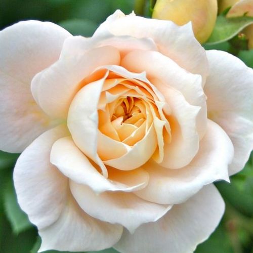Rosa Lions-Rose® - blanco - Árbol de Rosas Floribunda - rosal de pie alto- forma de corona tupida